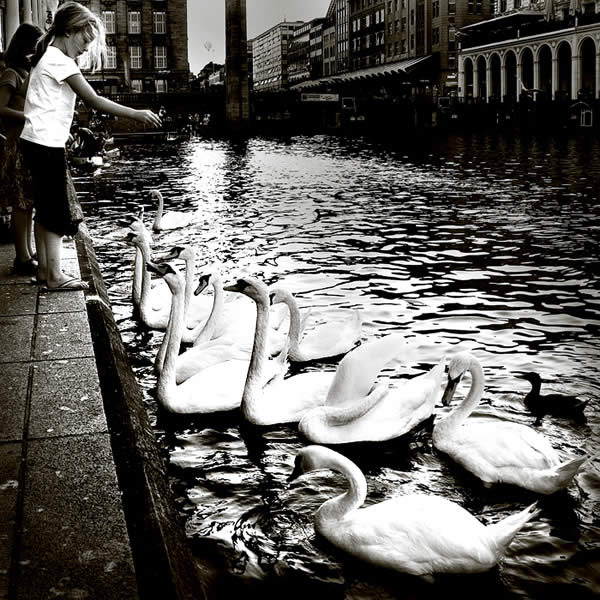 Feed my Heart to Swans