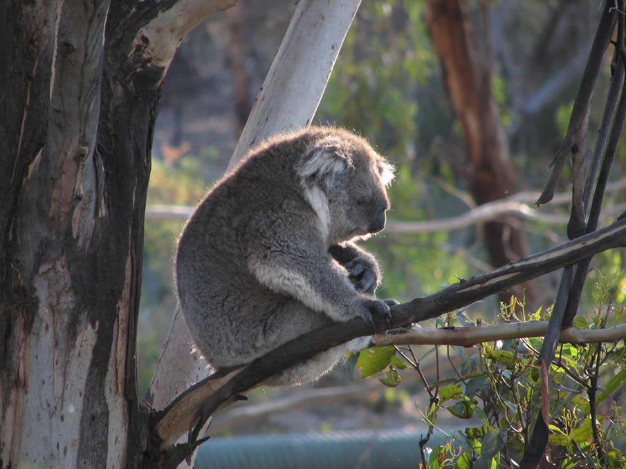 Koala on Phillip Island