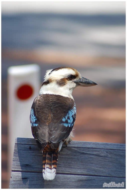 kookaburra