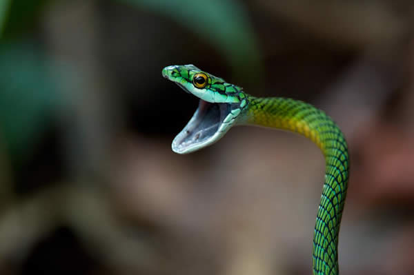 Green Parrot Snake