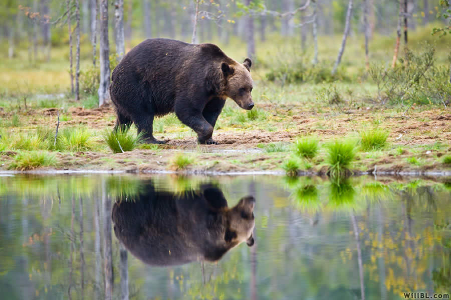 Bear by Lake