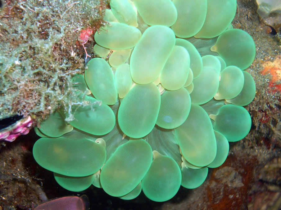 Bubble Coral