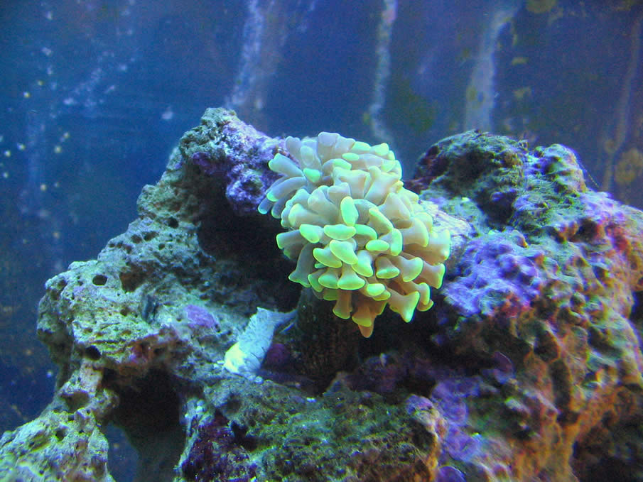 Hammer coral