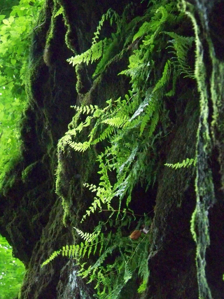 Cave ferns