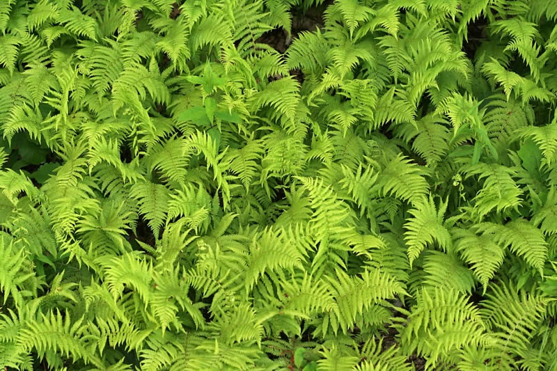 Ferns