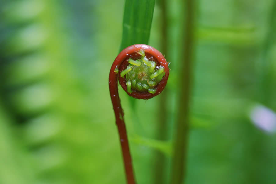 Spiral fern