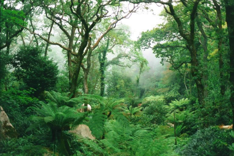 queens fern garden