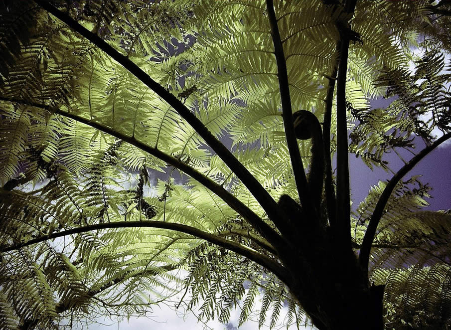 Tree Fern