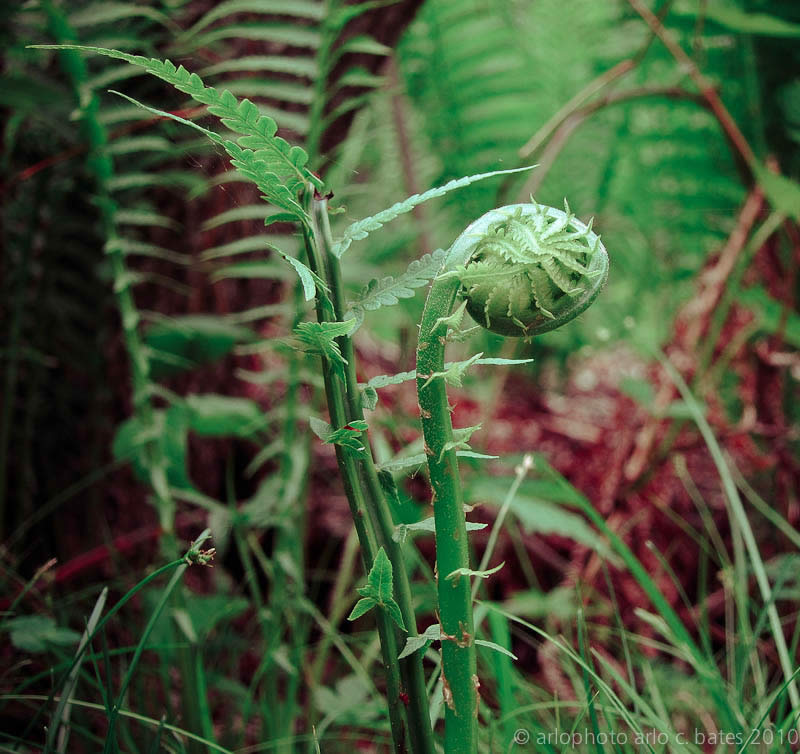 Mondays Shy Fern