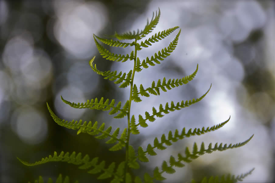 fern