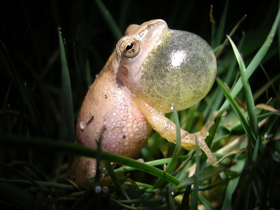 singing tree frog