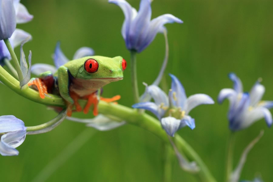 tree frog amongst bluebells