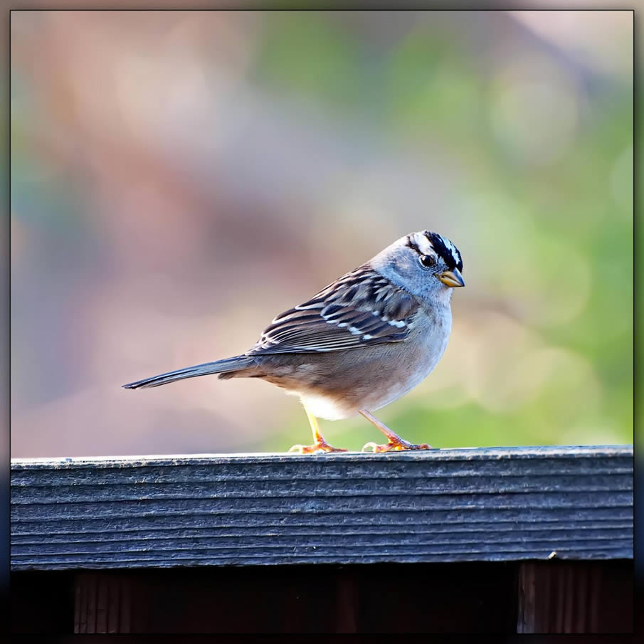 White-crowned Sparrow