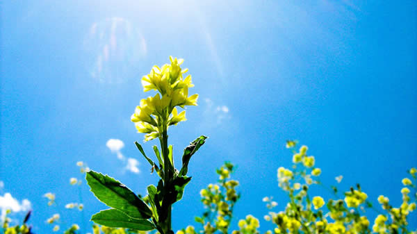 Yellow Life in a Tint of Blue and Light