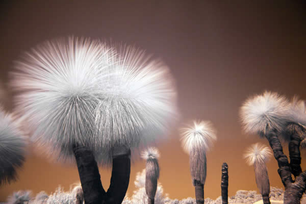 Xanthorrhoea Preissii IR I