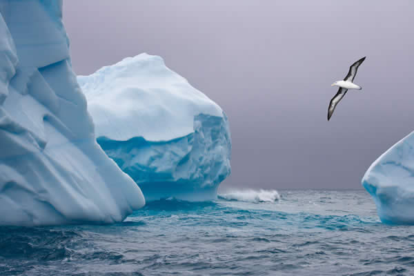 Iceberg and Albatross