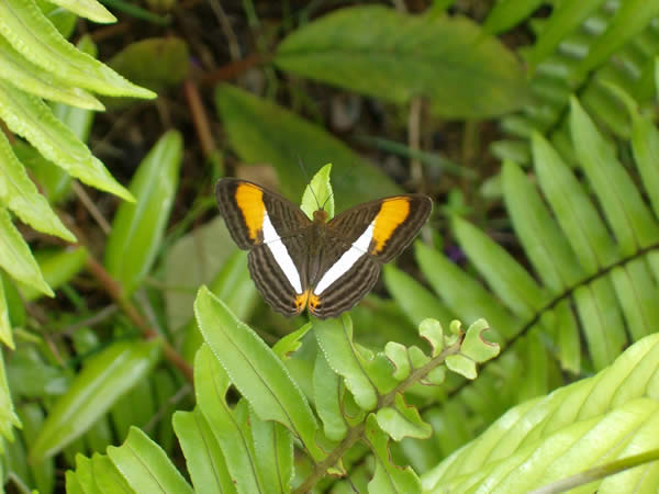 Veragua Rainforest Research & Adventure Park