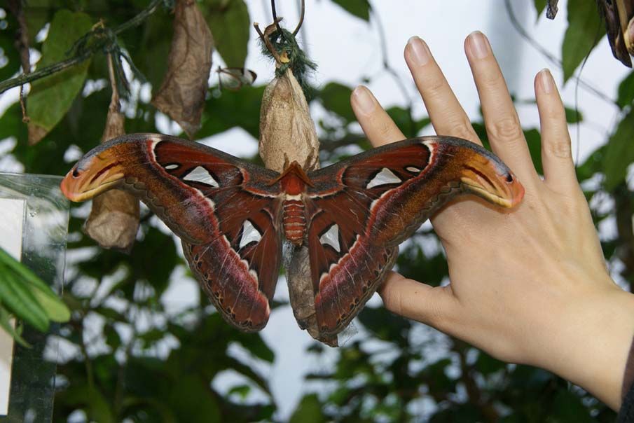 Huge Atlas Moth