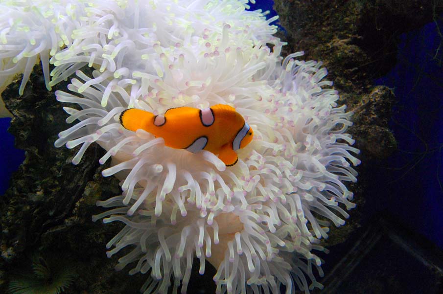 Clown and Anemone