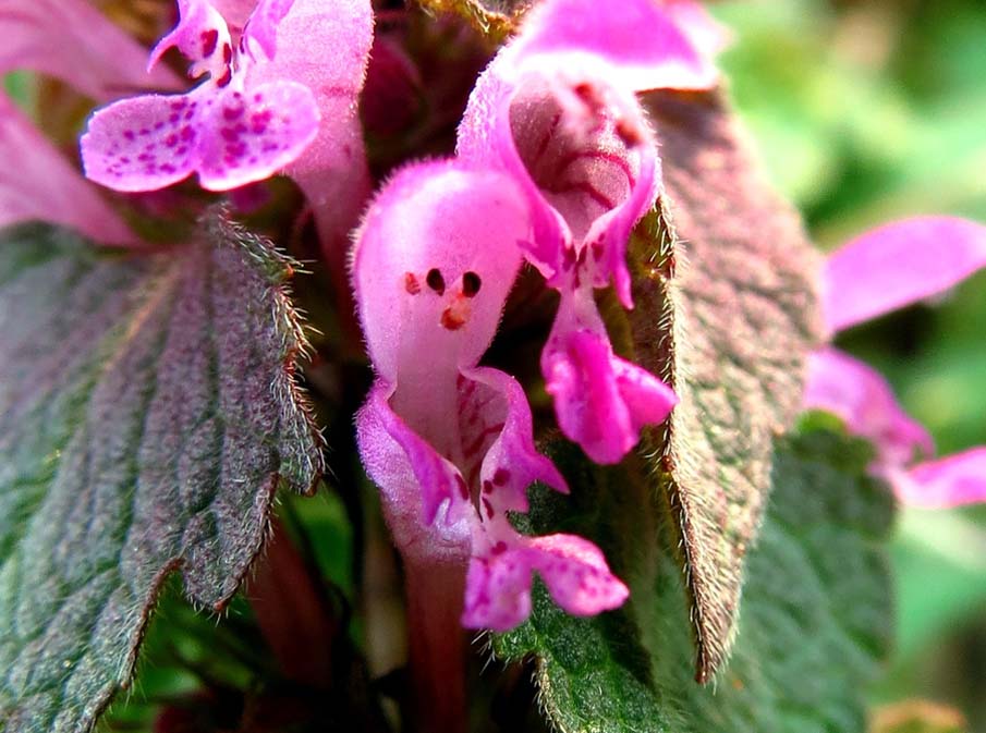 Flower Smiling