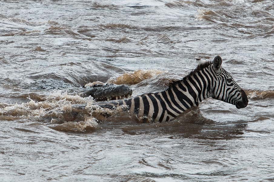 Mara River Crossing, Kenya.