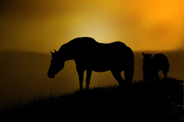 Horse Silhouettes Redone