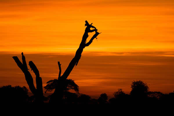 Sunrise at Masai Mara, Kenya, Africa