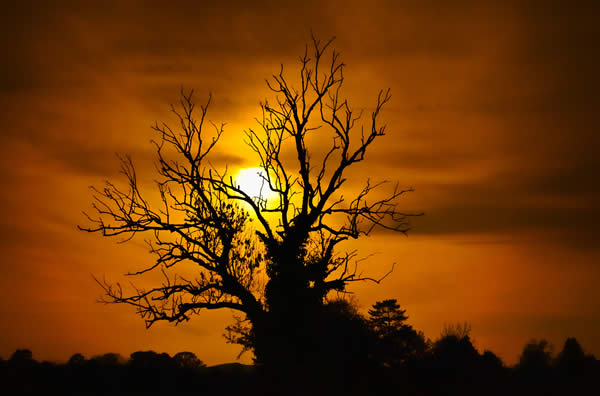 Ash Tree Silhouette - Hanley Swan - UK