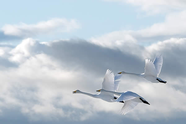 Swans in the Sky