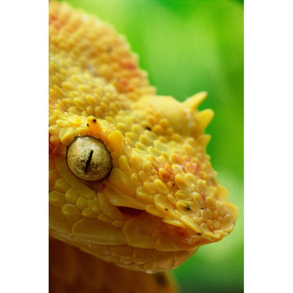 The Eyelash Viper