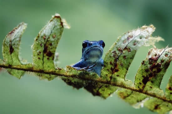 Unique Picture of Blue Frog