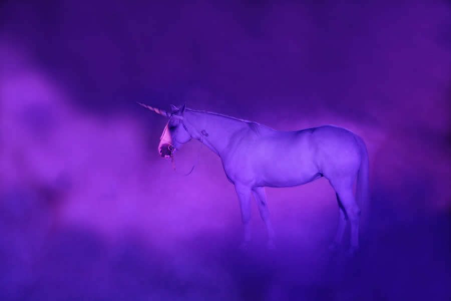 The Purple Unicorn