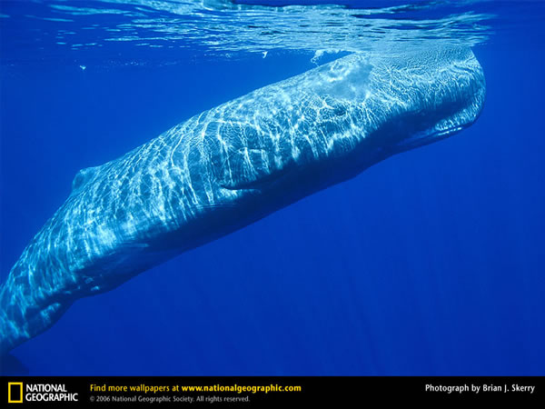 sperm whale clip art. Illuminates a Sperm Whale