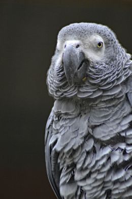 African Grey Parrot