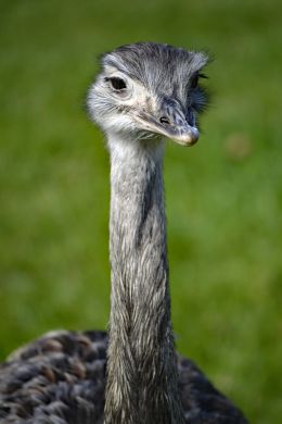 Rhea