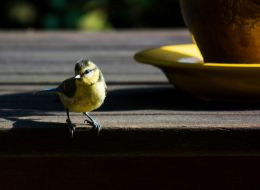 Young blue tit