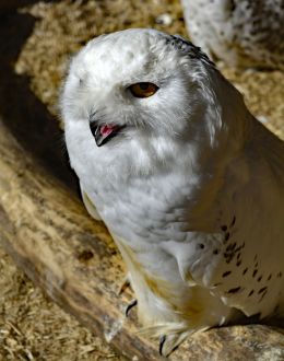 White Owl