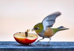 waxeye