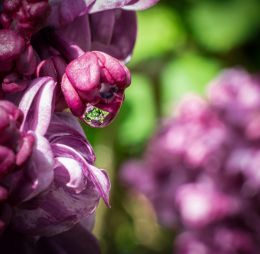 Lilac, after the rain