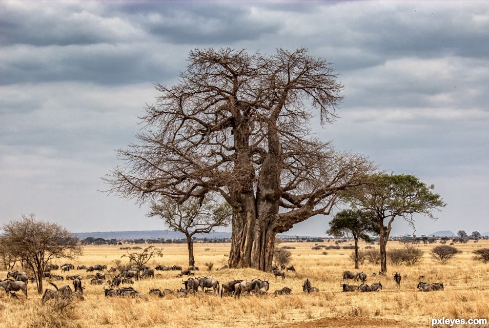 Tanzania