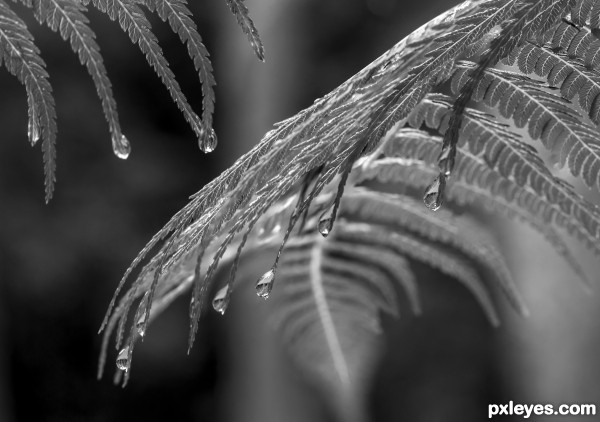 Silver Fern