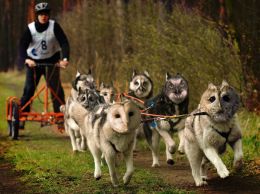 Husky Owls