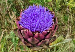 Artichoke flower