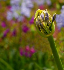 Agapanthus  