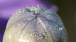 Campanula bud