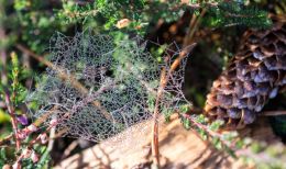 Dewy cobweb