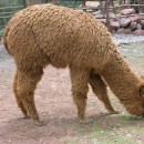 alpaca source image