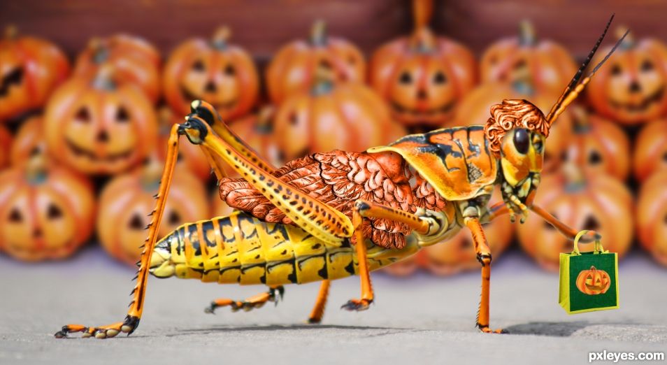 Trick or Treat Locust