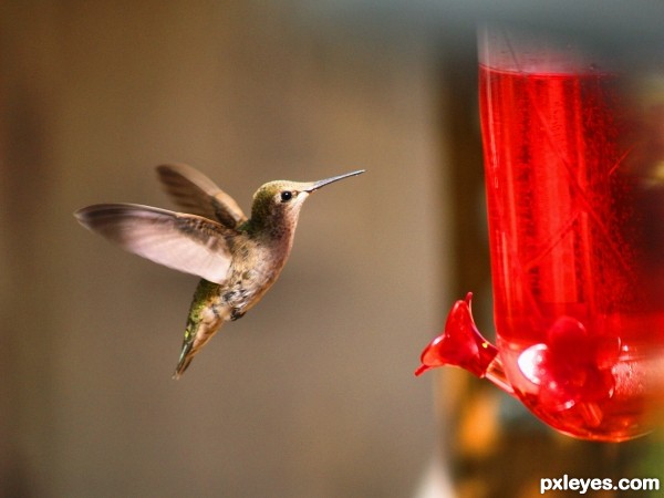 Creation of hummingbird: Step 1