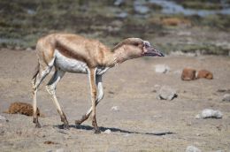 Goose Gazelle